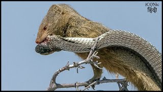 नेवले ने सांप को जिंदा चबा गया | How The Tiny Mongoose Survives In the World Of Big Predators part 2