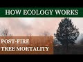 POST-FIRE TREE MORTALITY | How Ecology Works