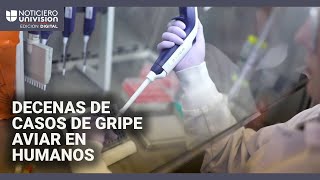 Al menos 55 contagios de gripe aviar en personas se han reportado en EEUU: estos son los síntomas