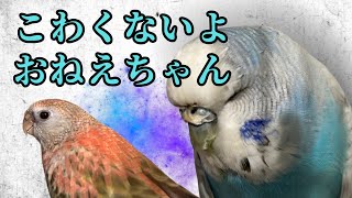 水浴び後にロックオンされるアキクサインコ