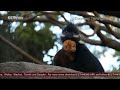 rare bright orange monkey born in sydney zoo