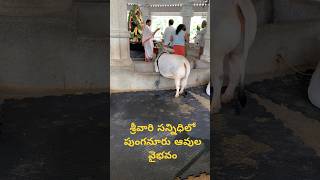 Too Top Quality \u0026 Pure Punganur Cow at TTD Goshala @ Alipiri Sri Vari Padham, Tirupati