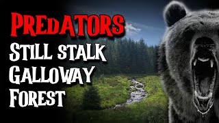 Predators Still Stalk Galloway Forest | UK OUTDOOR STORY