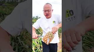 Enjoy life eating pineapple so fresh with beautiful natural garden #farming #pineapple #shortsfeed