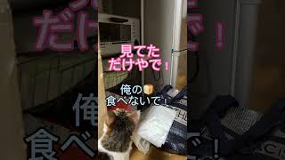 オーブンの中にパンを発見した泥棒猫ミミちゃん#shorts