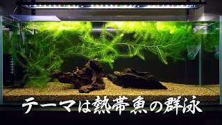 【アクアリウム】熱帯魚の群泳をテーマに生体メイン水槽立ち上げ【90cm水槽 #01】