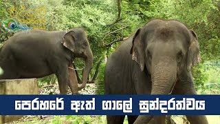 කතරගම ඇත් ගාලේ සුන්දරත්වය   | Kataragama Wasana