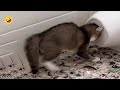 Funniest Cats NO DOGs Video 2024 | Try Not to Laugh