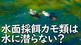 カルガモは水に潜らない？水面採餌カモ類の潜水