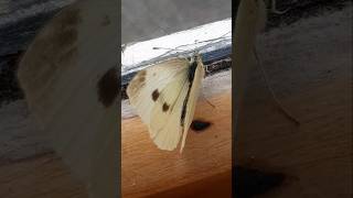 White cabbage butterfly #lepidoptera #pieridae