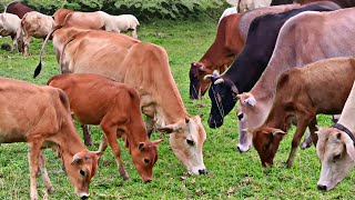 Healthy cows, local bulls and their calves are eating