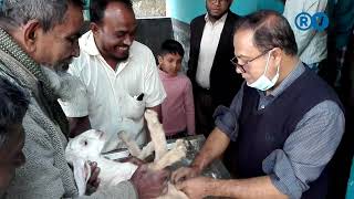 How to castrate goats | সহজে ছাগল খাসি করার মেডিক্যাল পদ্ধতি | পাঠা ছাগল কিভাবে খাসি করানো হয়