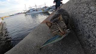 釣り人に魚を貰って喜ぶ野良猫