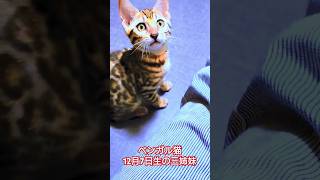 【ベンガル猫】#shorts #ベンガル猫