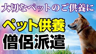 【動画で紹介】飼い主様必見！大切なペットが安心して天国にいけるようペット供養の僧侶派遣承ります！3.3万円(税込)！