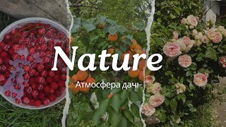 Пробую новий формат! Бабусин сад🌸🌿