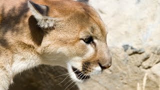 NDOW says mountain lion captured in northwest Las Vegas Valley was euthanized