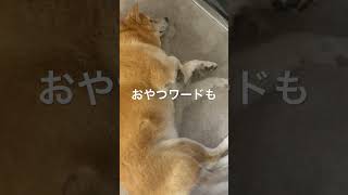 職場社長の愛犬shibaちゃん。散歩ワードに反応あり！！