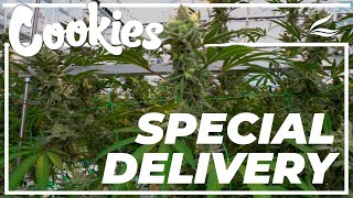 Cookies X Advanced Nutrients: Special Delivery