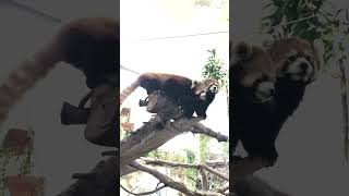 那須どうぶつ王国　レッサーパンダのえさやりタイム(red panda)～ジジ・ダイズ