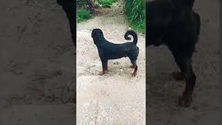 Rottweiler  dogs - දික්වැල්ලෙ රොට්වයලර් බල්ලො තුන්දෙනා (දරුණු වෙස් ගත්තාට  හාවො වගෙ)