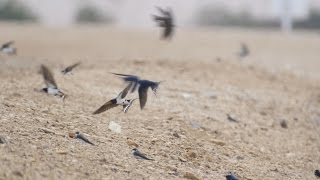 Migration-Swallows in Eilat  סנוניות באילת