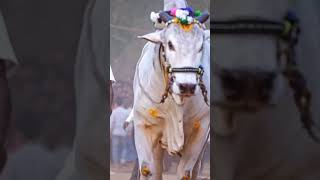 DVR MEMORIAL BULL 🐂🐂 ధీర 😱 dheera #shorts #viral #Ongole bulls #dheera @prcreativevlogs7423 🐂🐂🔥🔥😍🐃😱