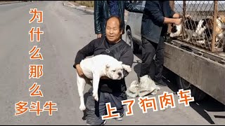 20200929为什么这么多条斗牛上了狗肉车，老舅拦下救助，为何当初要养它们