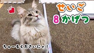 生後8ヶ月🌸メインクーン♀体重\u0026大きさとお祝いちゅ〜る♪【ヤスミン 猫】