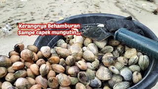 Menemukan Kerang Disetiap Langkah‼️sampai Uyuh nda habis-habis😃