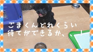 ごまくんどれくらい待てができるかな？  動物専門学校トリマー 動物看護師　アクアリウム 動物のお仕事