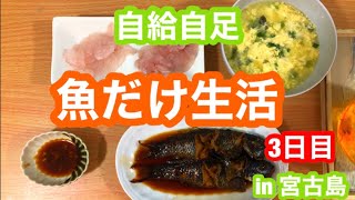 #15「魚だけ生活ダイエット3日目(最終日)◯kg減量成功！」魚突き初心者　宮古島　竹ヤス130cm