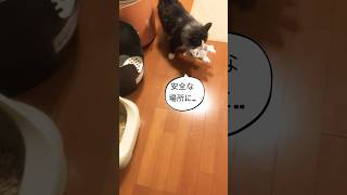 リコちゃんの母性#母猫#ノルウェージャンフォレストキャット #猫のいる暮らし