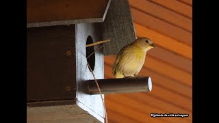 Canário-da-terra e curruíra - A natureza na porta de casa, um presente de Deus