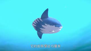 《猪猪侠之南海日记》海底知识篇|GG BOND SOUTHSEA DIARY|第02集《翻车鱼》|cartoon video