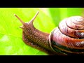 episode 12 japanese trapdoor snails