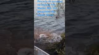 Prometi aos meus alunos que ia mostrar como pescar tucunaré. Promessa paga através do filho.🎣🐠🐟