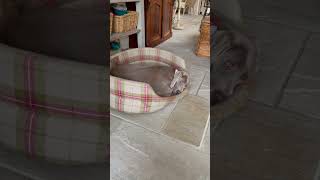 Our Weim is feeling sleepy this morning ##weimaraner #weimaraners #dog