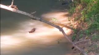 Three Otters in the Lake