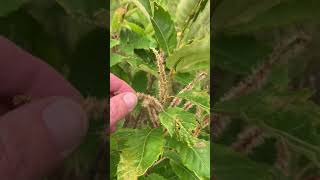 Hazelnut grown in Michigan producing nuts this year July 18 2021