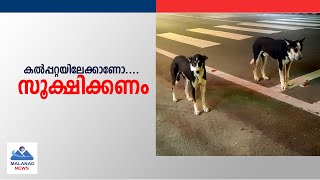 കൽപ്പറ്റയിലേക്കാണോ....സൂക്ഷിക്കണം