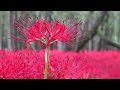 lycoris festival 埼玉・巾着田の曼珠沙華（彼岸花）花の名所案内