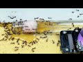 清理尼科巴弓背蚁蚁巢 cleaning the ant nest of camponotus ant