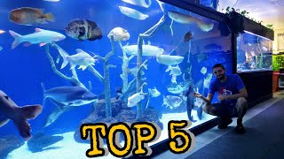 Top 5 Beginner Monster Fish For Your Freshwater Fish Pond