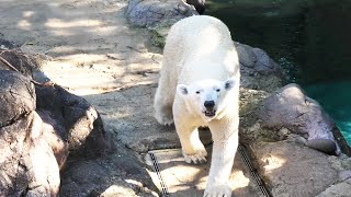 【速報】イッちゃんに赤ちゃんが誕生🐻‍❄️