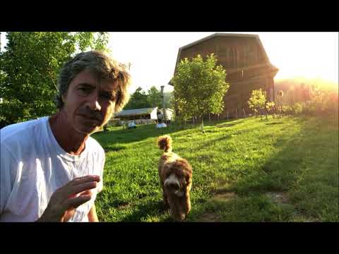 Dog Training recall with Bowser Dog Training recall with Bowser