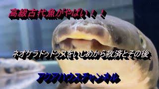 高級古代魚がやばい！！ネオケラドゥドゥスをいじめから救済＆その後のご報告！！