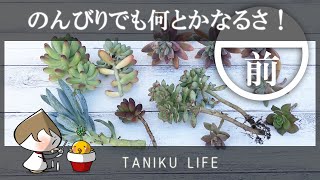 【多肉植物】小さい花壇もういっちょ仕立て直し!【前編】