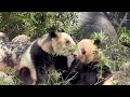 レイちゃんに突然顔を近づけるシャオくん何するのかな〜🐼😁　10月17日 ueno zoo panda