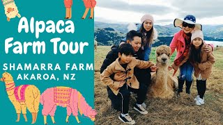 Alpaca Farm Tour / Shamarra Alpacas / Akaroa, NZ